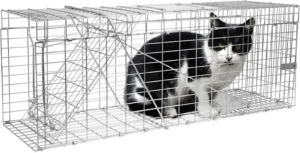 Cat in the trap