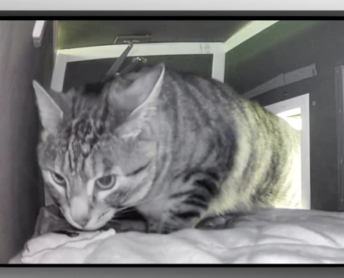 Belle - Feral