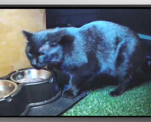 Binx - Feral