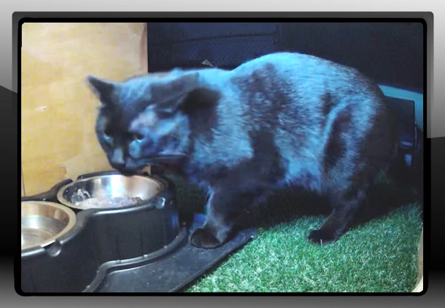 Binx - Feral