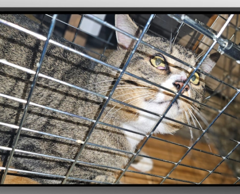 Jerry - Feral Captured
