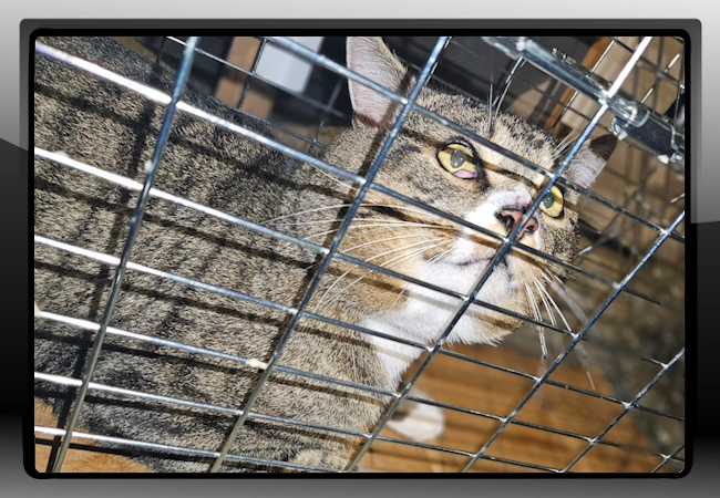 Jerry - Feral Captured