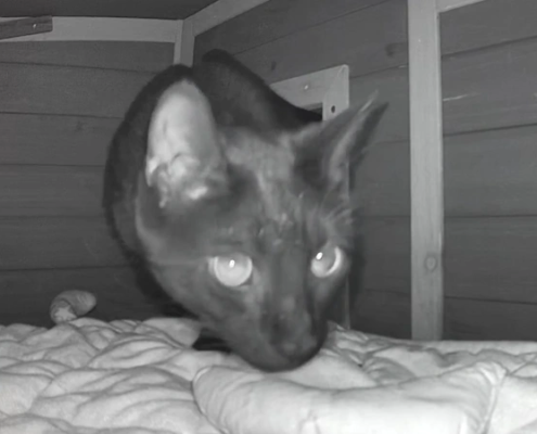 Midnight - Feral