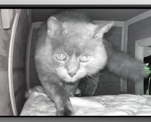 Oscar - Feral