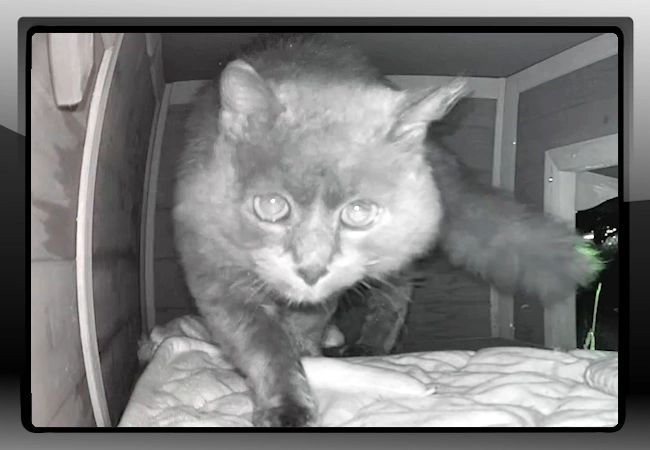 Oscar - Feral